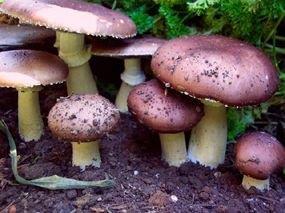 Other Mushrooms: Winecap Flavor: an alternative to portabella mushrooms Braising, sauté,