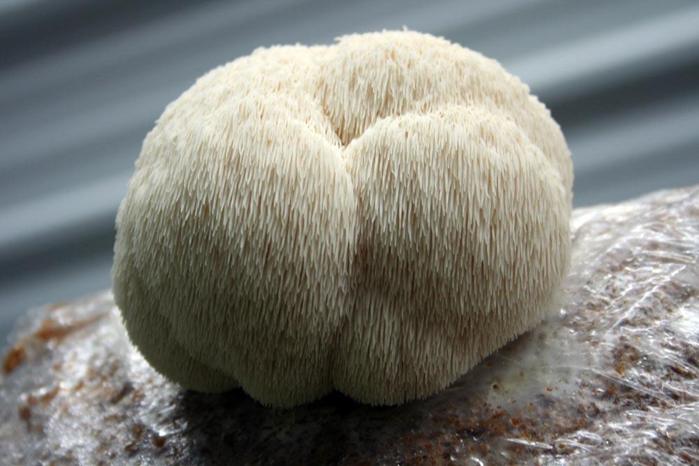 Other Mushrooms: Lion s Mane Member of the Hericium family Can take several