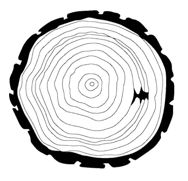 Tree Cookie Project If you have access to a real tree slice, you can use it for this activity, or use the diagram below. 1 Each ring represents one year of growth.