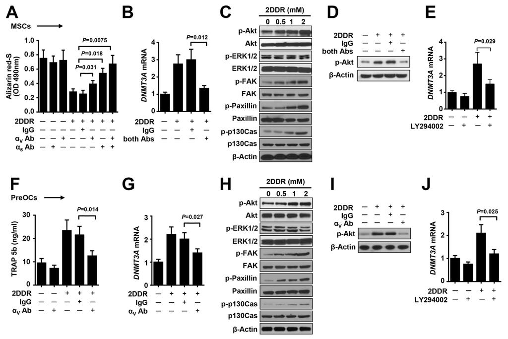 Fig. S8. 2DDR up-regulates DNMT3A through 5 1/ V 3-PI3K/Akt signaling pathways.