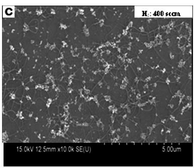SEM images of CNTs grown at hydrogen flow rate of: (a) 100
