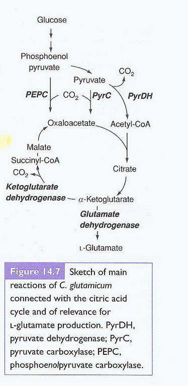 II. L-glutamate C. glutamicum is still the strain to use. Glu is mainly derived from -ketoglutarate in the TCA cycle, so high capability to replenish TCA cycle is necessary for high production of Glu.