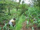 Agroforestry: mitigation
