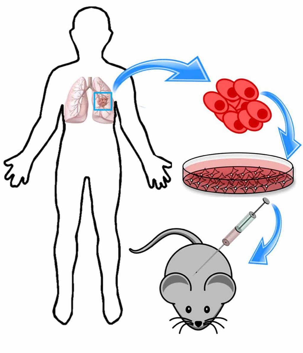 Xenotransplantation Cell cultures Artificial systems Limited insight