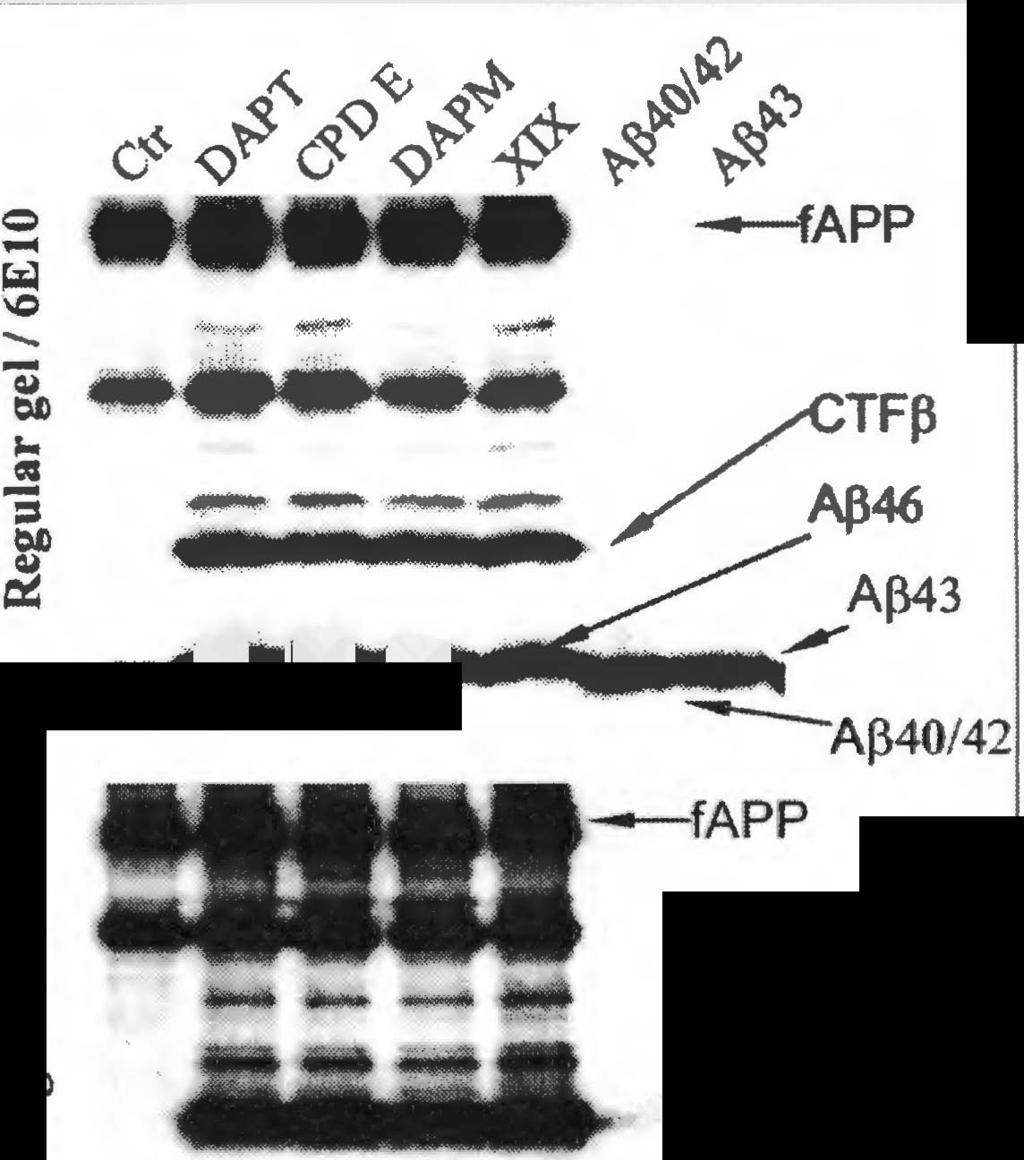 The top panel in Figl A is the blot probed with APP C-terminal specific antibody Cl 5, the other three panels were probed with 6El0.