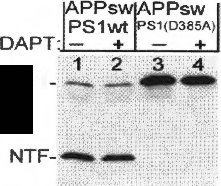 fps1 fapp- AJ346- sapp- Af3- Chapter 2 Fig.4. Dominant negative form of PSI diminishes Ap46 generation.