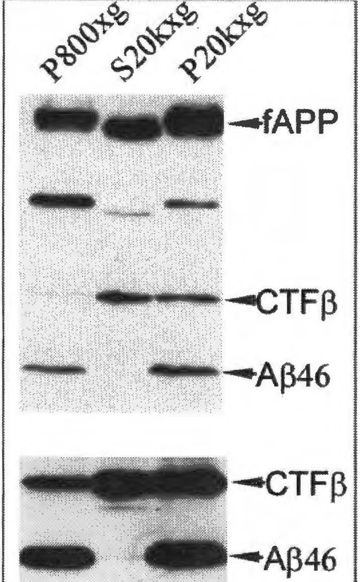 1 2 3 Chapter 5 Fig.1. AfJ46 is present in 20kxg membrane fraction. DAPT treatment and detailed separation precudures were described in the method section.