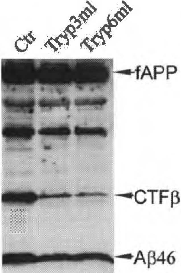 2 3 Chapter 5 Fig.2. The majority of AP46 is resistent to surface trypsinization.