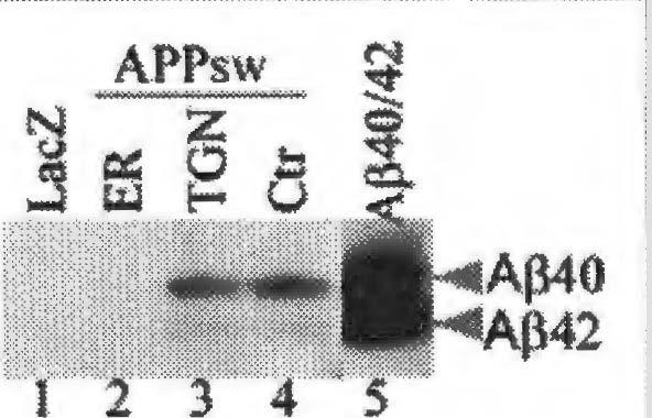 N2aPSlwt cells were transfected with lacz, APPsw-ER, APPsw-TGN, or APPsw vectors ( all in pcdna3.