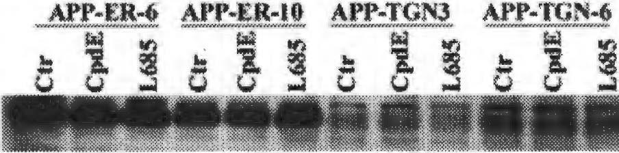 A: conditioned media (top panel) or lysates (bottom panel) from transiently transfected cells were