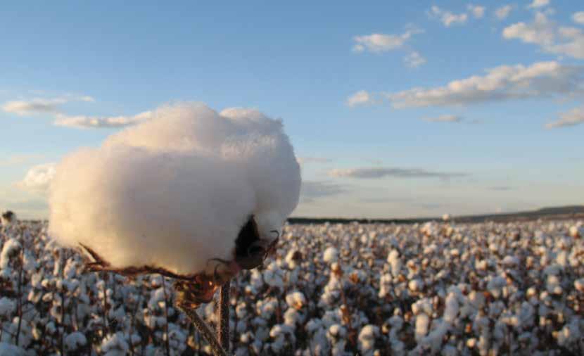 OUR APPROACH ABOUT THIS REPORT Cotton is the most widely produced natural fibre in the world.