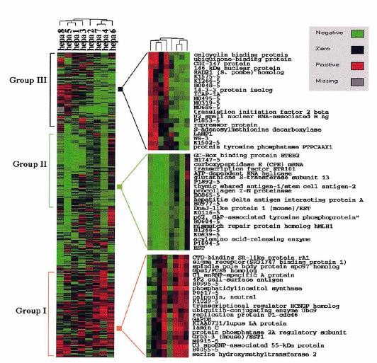 Up-regulated genes in HCC Galectin-3 Serine/threonine kinase Fibroblast growth factor receptor Ribosomal protein L35A Down-regulated genes in HCC mrnas of Nip3 Decorin Insulin-like