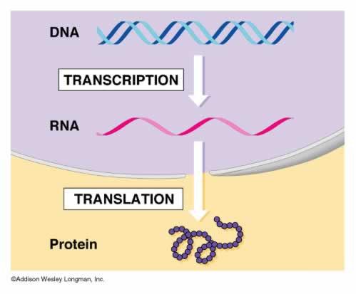 Gene expression Nucleus RNA
