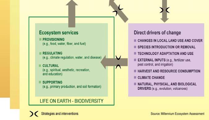 institutional framework) Science and Technology Cultural and Religious Ecosystem Services Direct Drivers of Change Changes in land use Species introduction or removal