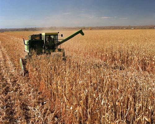 Corn Stover as a Biofuel Feedstock? BIG TRADEOFFS! 1. Soil erosion control 2.