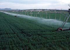 the soil-plant system Potential for water