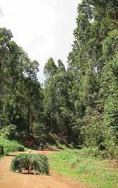 ETFRN News 57: September 2015 For local stakeholders to commit to restoration interventions, they first must have guaranteed access to forest products or ownership of land and trees.