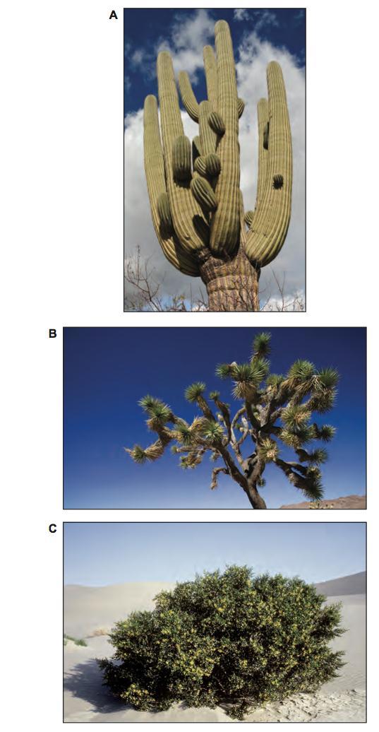 Section 3 Hot Deserts 3 (a) Study Figure 3, photographs of vegetation in a hot desert area.