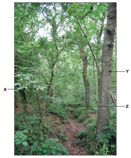 Section 4 Temperate Deciduous Forests F/H 4 (a) (i) Study Figure 4, a photograph of a temperate deciduous woodland.