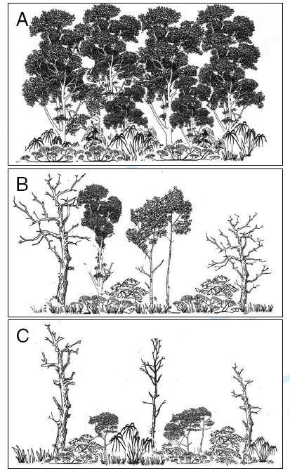 No burn First burn Barlow J & Peres CA (28) Fire-mediated dieback and compositional cascade in an Amazonian forest.