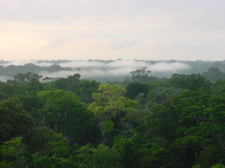 Maintaining tropical forest area is a strategy for adapting to climate change Minimise
