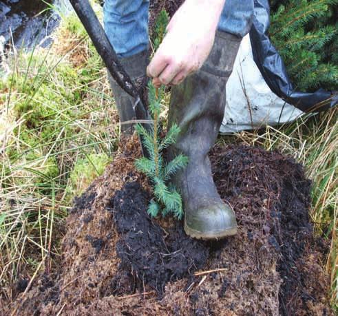 Replanting Replanting or beating up should take place between November and March depending on the tree species and site type.