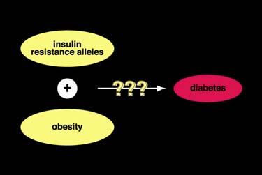 glucose insulin (courtesy AD Attie) Traits NCSU QTL II: Yandell 2005 5