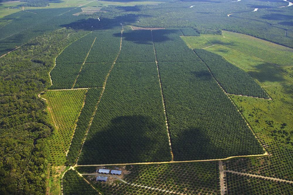 Plantation Agriculture: Oil Palms on