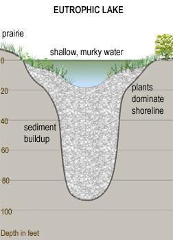 Two Kinds of Lakes - Eutrophic Features Tend to be shallow and warmer Excellent supply of nutrients Often the water is murky (cloudy)