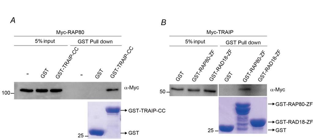 Supplementary Fig. 3. In in vitro binding assay of TRAIP and RAP80.
