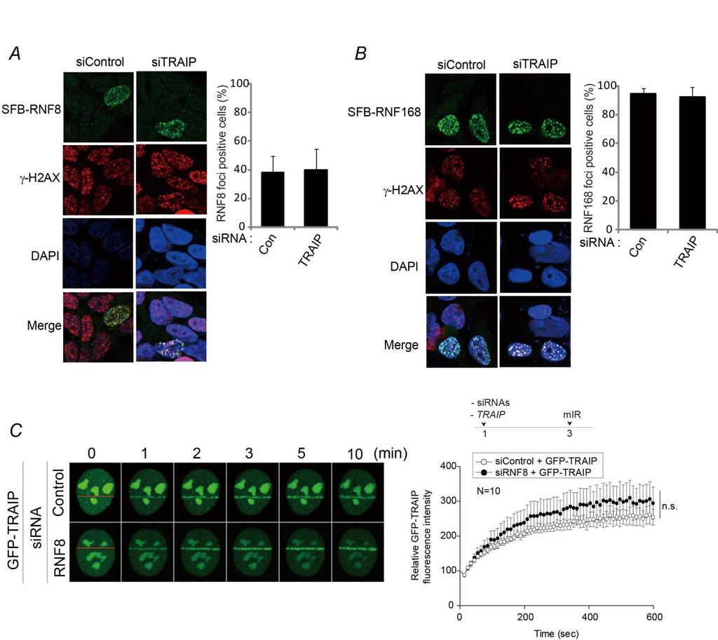 Supplementary Fig. 5. TRAIP is not involved in RNF8, RNF168-mediated DNA damage response. (A and B) SFB-RNF8 or SFB-RNF168 was transfected in 293T cells with TRAIP depletion.