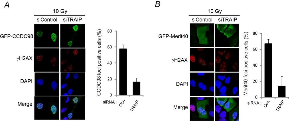 Supplementary Fig. 6. TRAIP is important for BRCA1-A complex recruitment to the sites of DNA lesions. GFP-CCDC98 (A) or GFP-Merit40 (B) was transfected in 293T cells depleted with TRAIP.