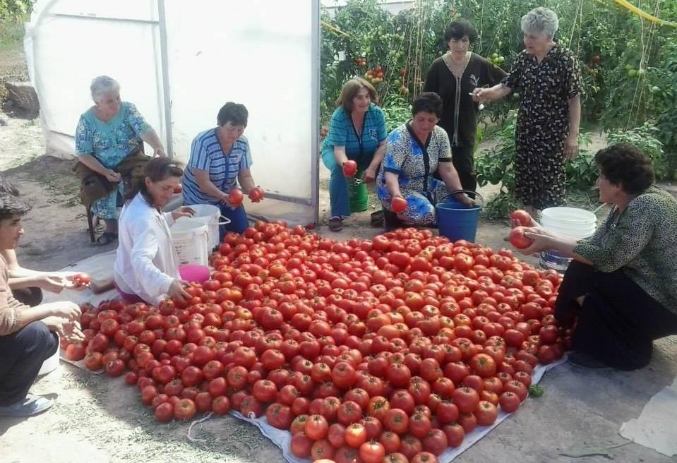 OXFAM CASE STUDY JULY 2015 Women members of the Azatek cooperative sort their tomato harvest beside their new greenhouse.