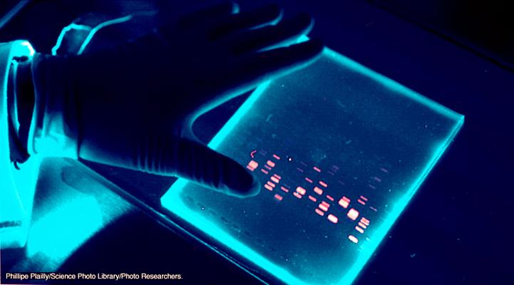 Separating DNA DNA fragments are