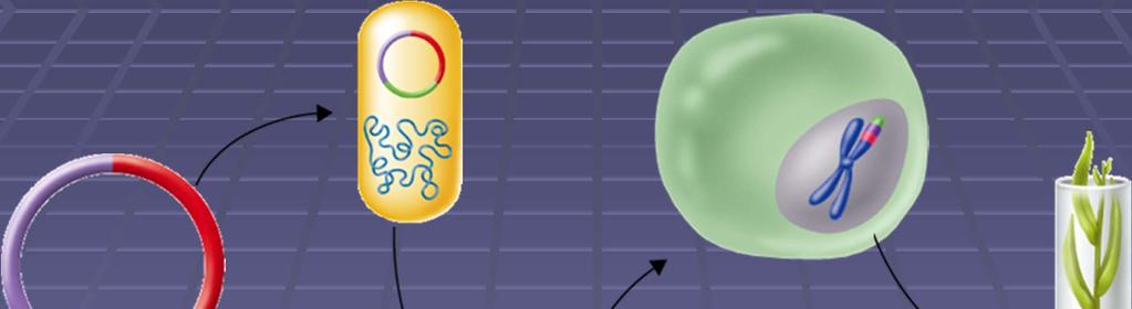 Transforming Plant Cells Agrobacterium tumefaciens Inside plant cell,