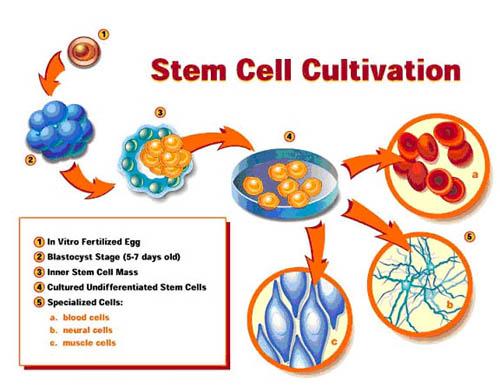 Future Stem Cells?