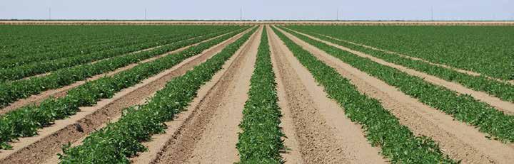 Irrigation Systems Evaluations (A Look at Distribution Uniformity) Prepared by: Susan Leaman idecisionsciences, LLC
