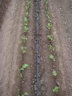 4.2 ph It is important to know the ph of the water used in a drip irrigation system for proper system maintenance.