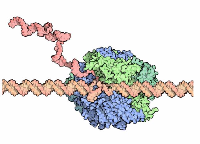 The transcription process RNA Polymerase runs along DNA to produce RNA copy