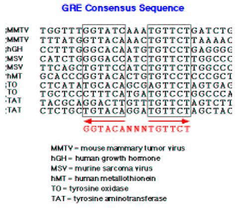 Regulatory sequences on the DNA attract the TF Recurring