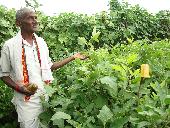 Laxmanna spraying only leaf extracts (Vavilaku & Neem) and using Ganajeevamrutham, Dhravajeevamrutham and Compost.