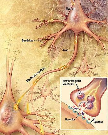 Nervous tissue Consists of neurons or nerve cells and a much greater number of neuroglia or glial cells which protect and
