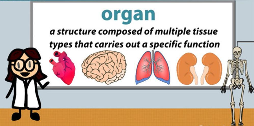 Levels of Organization Organ An organ is a structure with discrete