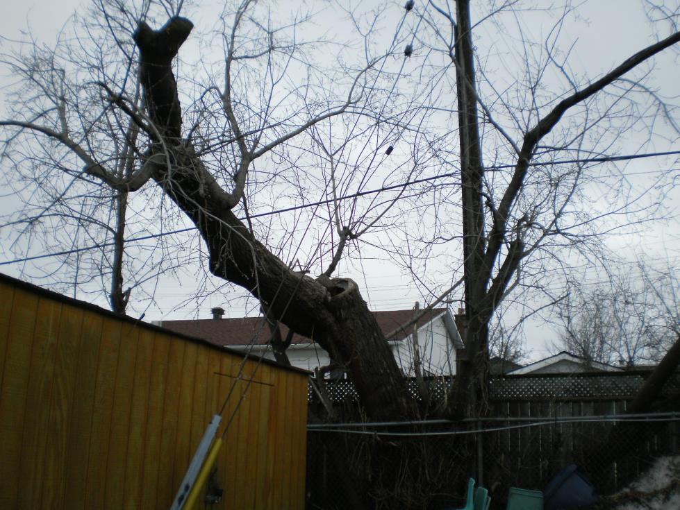 Photo 2 Heavily pruned Manitoba maple just to the north of the