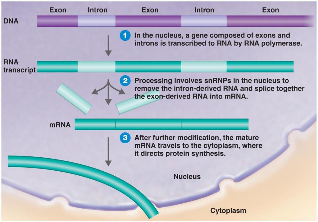 RNA Processing in