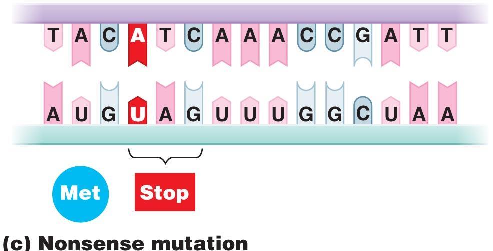 Mutation Nonsense mutation Results