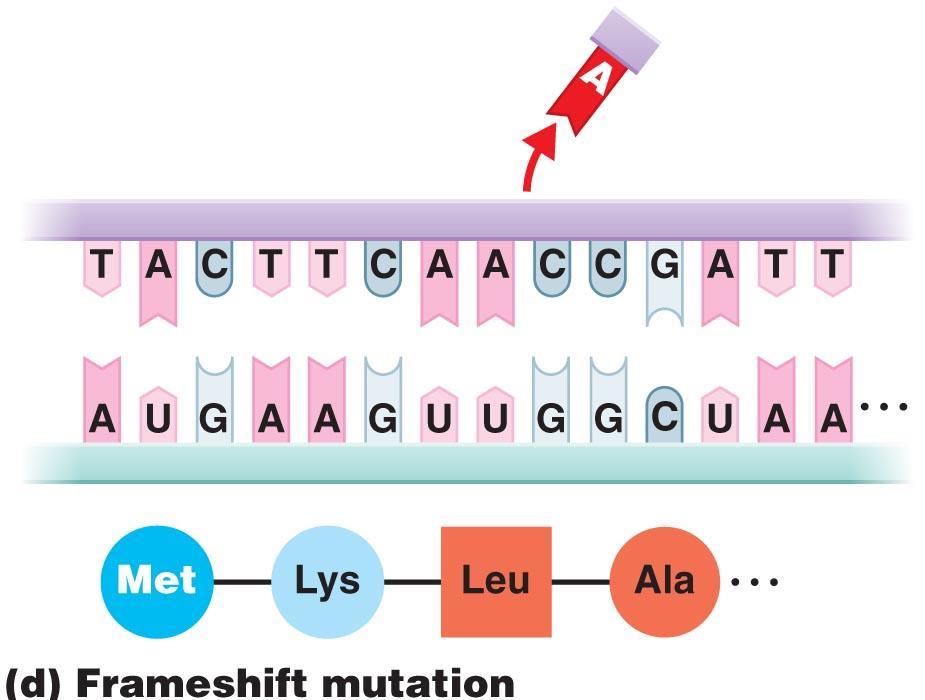 Mutation Frameshift mutation Insertion or