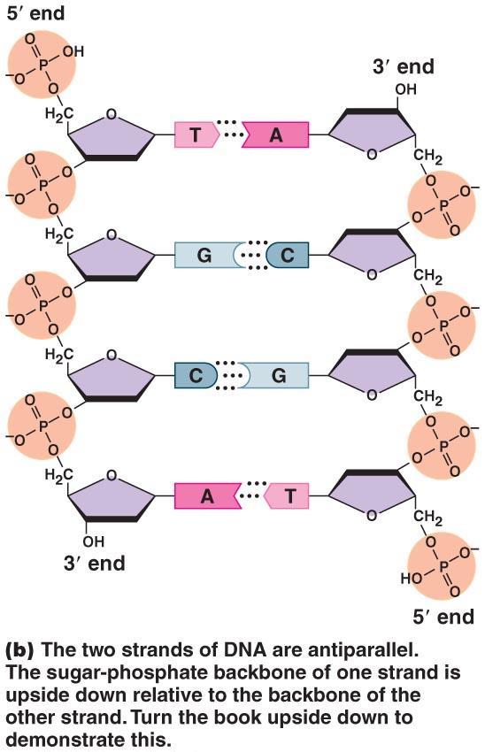 DNA Polymer of nucleotides: Adenine, thymine, cytosine, and guanine Double helix associated with proteins "Backbone" is