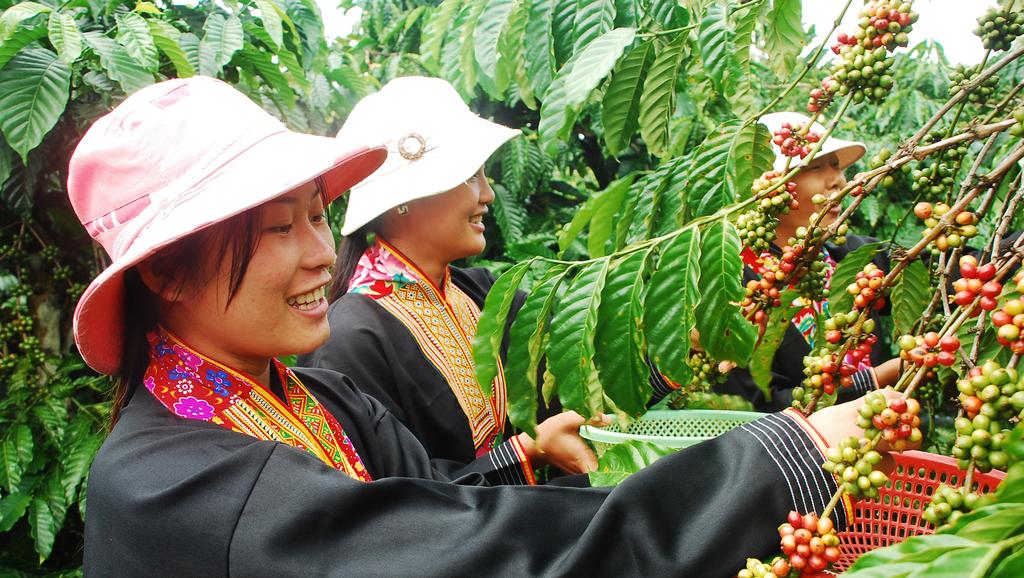 GREENc COFFEE PRODUCTION IN THE CENTRAL HIGHLANDS OF VIETNAM IS