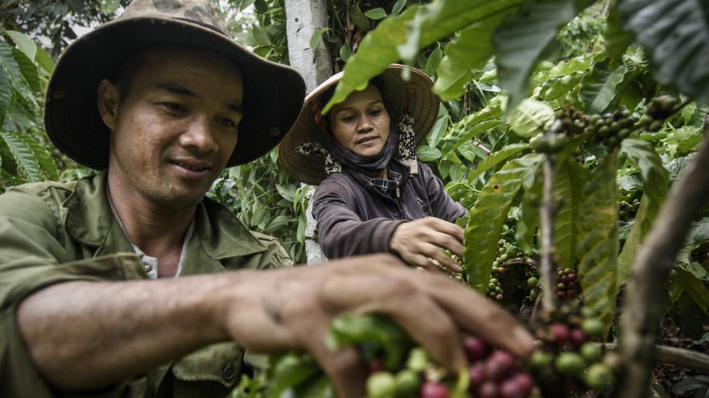 ROBUSTA COFFEE PRODUCED IN VIETNAM S CENTRAL HIGHLANDS HAS BECOME A MAJOR EXPORT PRODUCT. IT PROVIDES INCOME TO 500,000 SMALLHOLDER FARMERS AND CATERS TO GLOBAL MARKETS.